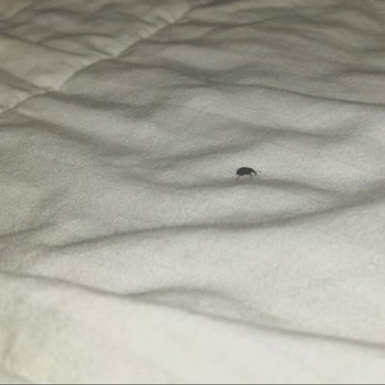 Courtyard by Marriott Beaumont - Bugs on the bed, mold in the bathrooms, dirty linens - Hotels Near Me - Beaumont, Texas Courtyard by Marriott Beaumont - Bugs on the bed, mold in the bathrooms, dirty linens - Hotels Near Me - Beaumont, Texas