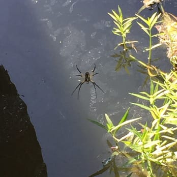 Bear Creek Park - Giant spiders - Parks Near Me - Keller, Texas