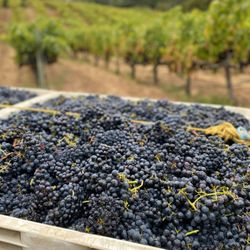 Sapphire Hill Winery