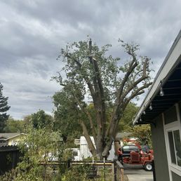 Front non-fruiting pear tree
