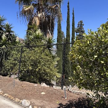 Nico's Hauling - After Nico removed a dead tree and cleaned up our palm trees - Junk Removal & Hauling Near Me Nico's Hauling - After Nico removed a dead tree and cleaned up our palm trees - Junk Removal & Hauling Near Me