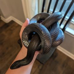 Austin Reptile Service