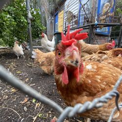 Veg Out Community Gardens - Chickens bobbing around in the community garden
