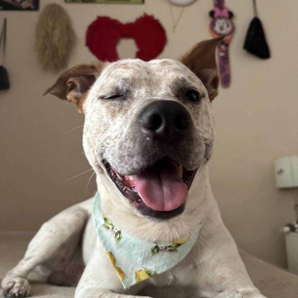 Happy dog