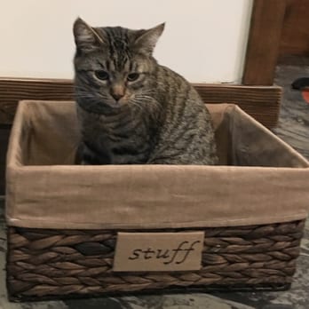 Seattle Meowtropolitan - I'm not a stuff - Themed Cafes Near Me - Seattle, Washington Seattle Meowtropolitan - I'm not a stuff - Themed Cafes Near Me - Seattle, Washington
