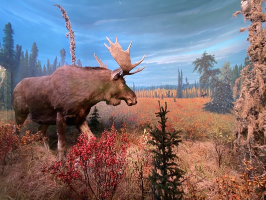 Royal Alberta Museum by null