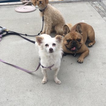 Fur Babies Dog Walking - Dog Walkers Near Me