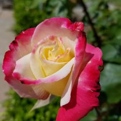 Natomas Rose Garden - April 2017