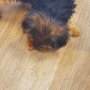 Puppygram Metro Detroit