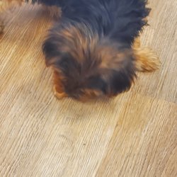 Puppygram Metro Detroit