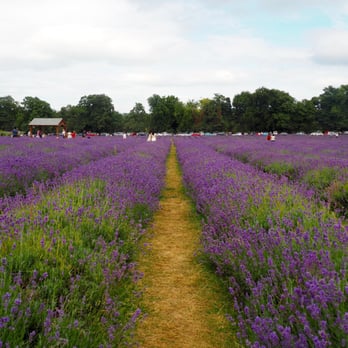 Mayfield Lavender Farm - Flowers & Gifts Near Me - Banstead, XGL