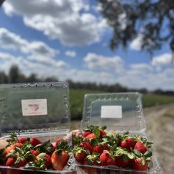 Berry Sweet Acres - More strawberries