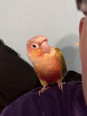 BIRDMAN'S PARROTS by null