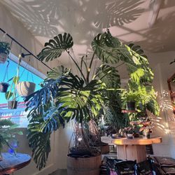 Big Mama in her new corner with her own light making her glow.