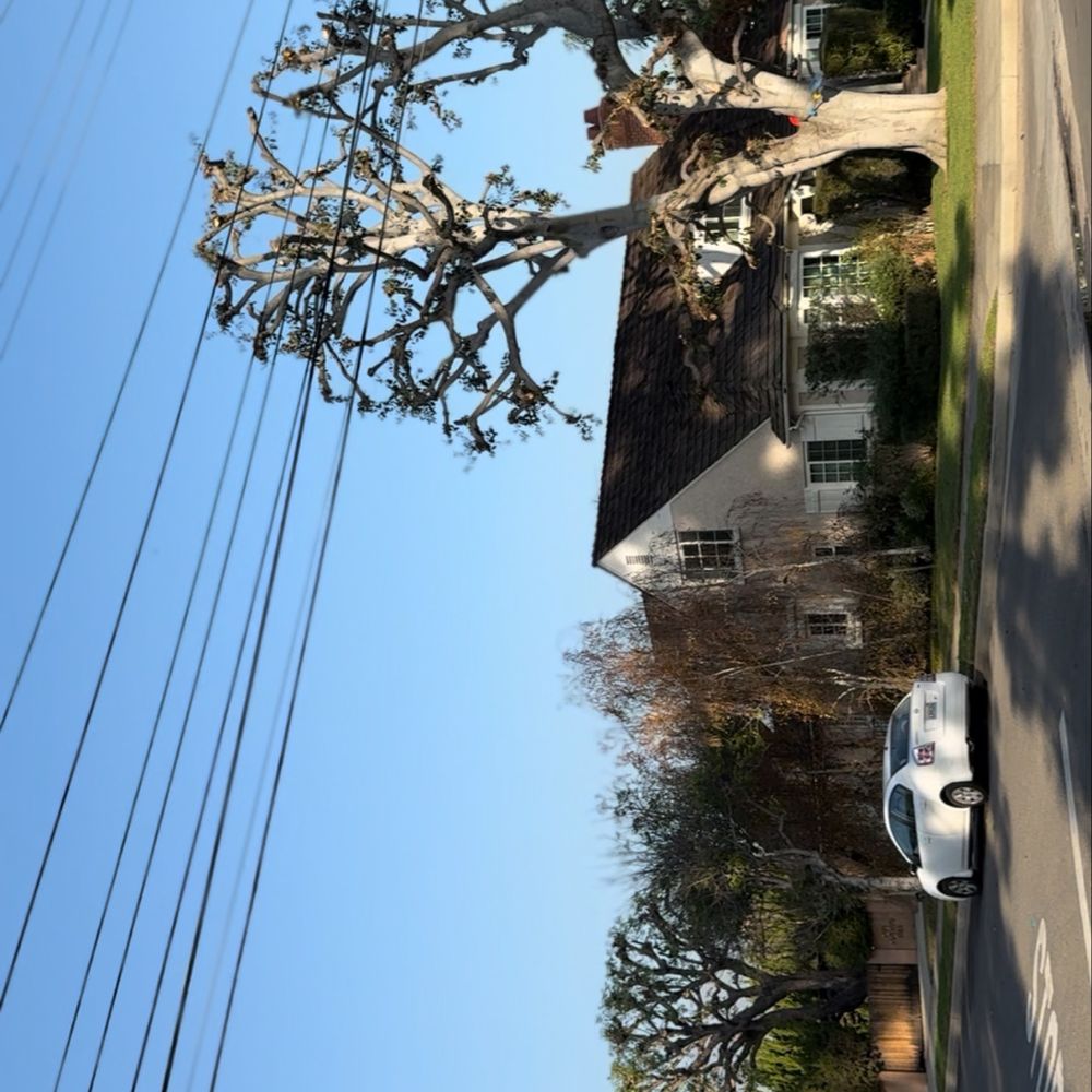 TOP 10 BEST Tree Removal Services near Boyle Heights, Los Angeles, CA -  Updated 2026 - Yelp