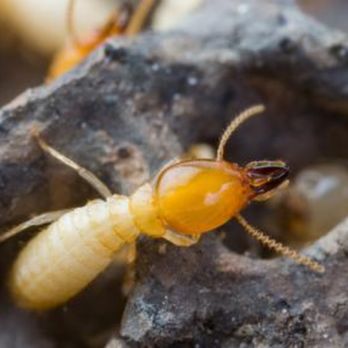 Harvey's Pest Control - Termite Control - Pest Control Near Me Harvey's Pest Control - Termite Control - Pest Control Near Me