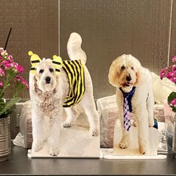 Vacations To Go - Our pups.