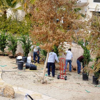 Gazebo One - 170 Japanese privette planted along a 600 foot long wall. - General Contractors Near Me - Temecula, California Gazebo One - 170 Japanese privette planted along a 600 foot long wall. - General Contractors Near Me - Temecula, California