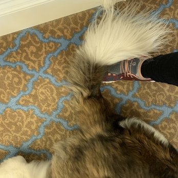 Urban Dogg - Washington Park - Sadly, they butchered our Saints big beautiful tail. We are heartbroken. - Pet Groomers Near Me - Denver, Colorado Urban Dogg - Washington Park - Sadly, they butchered our Saints big beautiful tail. We are heartbroken. - Pet Groomers Near Me - Denver, Colorado