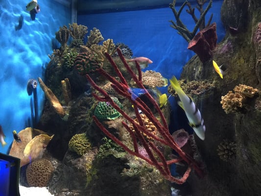 National Marine Aquarium by null