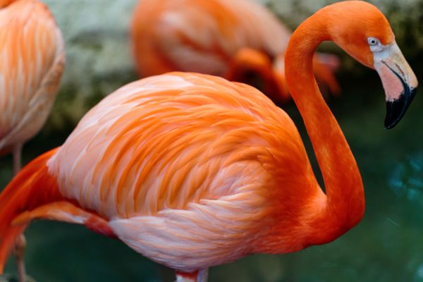 The Dallas World Aquarium by null