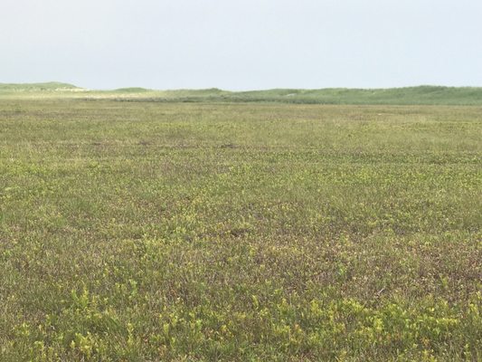 Long Point Wildlife Refuge by null