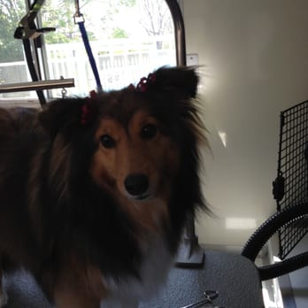 Bubbly Pup - Pet Groomers Near Me Bubbly Pup - Pet Groomers Near Me