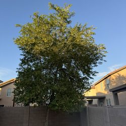Bottom Up Demo & Junk Removal Service - Customer called for trimming of tree.