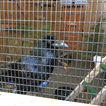 Center For Wildlife - Animal Shelters Near Me - Cape Neddick, Maine
