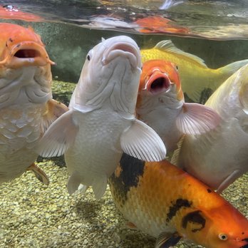 San Antonio Aquarium - Aquariums Near Me - Leon Valley, Texas San Antonio Aquarium - Aquariums Near Me - Leon Valley, Texas