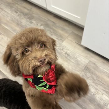 Groomingdale - Bubbles, 6 month chocolate maltipoo - Pet Groomers Near Me - Signal Hill, California