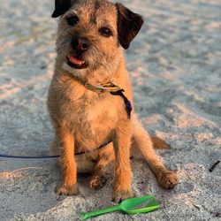 EZ Breezy Dog Grooming