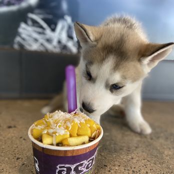 Acai Republic - Placentia - a puppy sniffing a cup of ice cream - Juice Bars & Smoothies Near Me - Fullerton, California