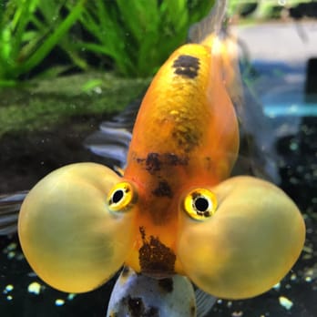 Aquarium Co-Op - Bubble eyes. - Aquarium Services Near Me - Edmonds, Washington Aquarium Co-Op - Bubble eyes. - Aquarium Services Near Me - Edmonds, Washington