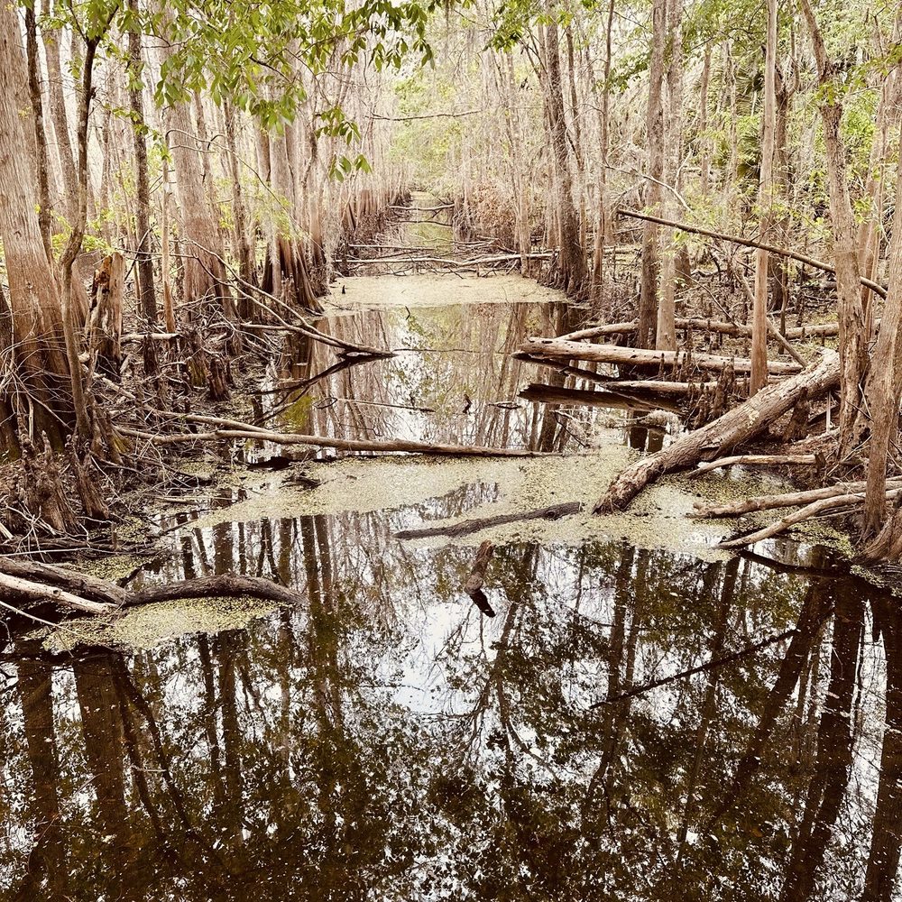Black Bear Wilderness Area - View from the bridge at 1 mile - Hiking Near Me - Sanford, Florida