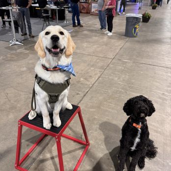 Dog Training Elite - Tulsa - Two well behaved dogs at the Tulsa Home & Garden Show - Pet Training Near Me - Tulsa, Oklahoma Dog Training Elite - Tulsa - Two well behaved dogs at the Tulsa Home & Garden Show - Pet Training Near Me - Tulsa, Oklahoma