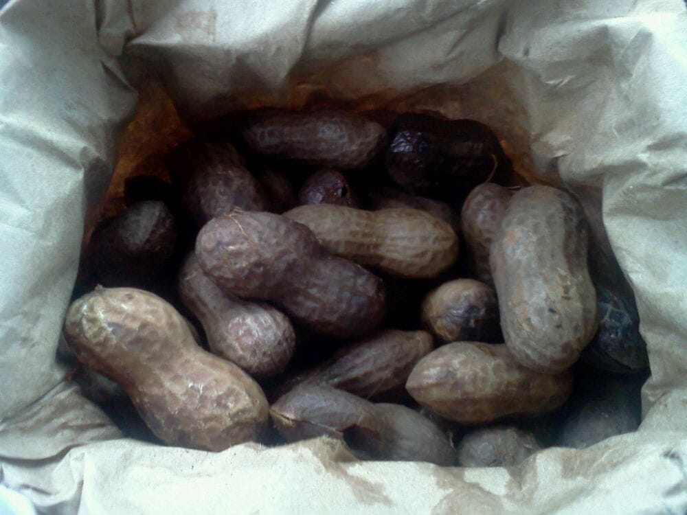 Bama Nut Shop Logo