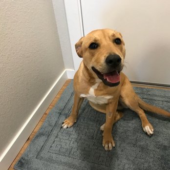 Colorado Canine Academy - Bailey is such a cutie waiting patiently to go outside - Pet Training Near Me