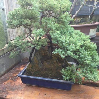 Exotic Bonsai - Nurseries & Gardening Near Me - Los Angeles, California Exotic Bonsai - Nurseries & Gardening Near Me - Los Angeles, California
