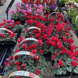 Lowe's Home Improvement - Spring time in Florida