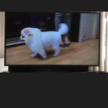 The Itchy Pooch Salon - Sofie on Living808 shown on 6/8 filmed at Itchy Pooch Salon....she's a star! - Pet Groomers Near Me - Honolulu, Hawaii The Itchy Pooch Salon - Sofie on Living808 shown on 6/8 filmed at Itchy Pooch Salon....she's a star! - Pet Groomers Near Me - Honolulu, Hawaii