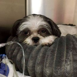 Lola in ICU
