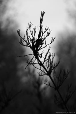 Bispebjerg Cemetery by null