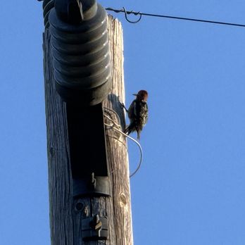 Panoy Bistro - My bud, the red-headed woodpecker, of certain locale, familiar. He appears a few times, but NOT poking, because he asked... - Laotian Near Me - Grass Valley, California