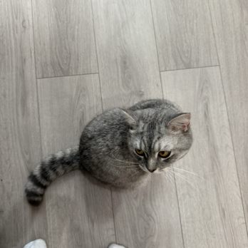 Espurresso Cat Cafe - Cafes Near Me - Bayside, New York