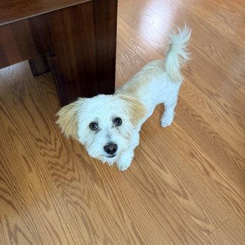 Lush Spaw - After his groom. - Pet Groomers Near Me - Santa Clara, California Lush Spaw - After his groom. - Pet Groomers Near Me - Santa Clara, California