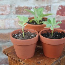Chicago Plants