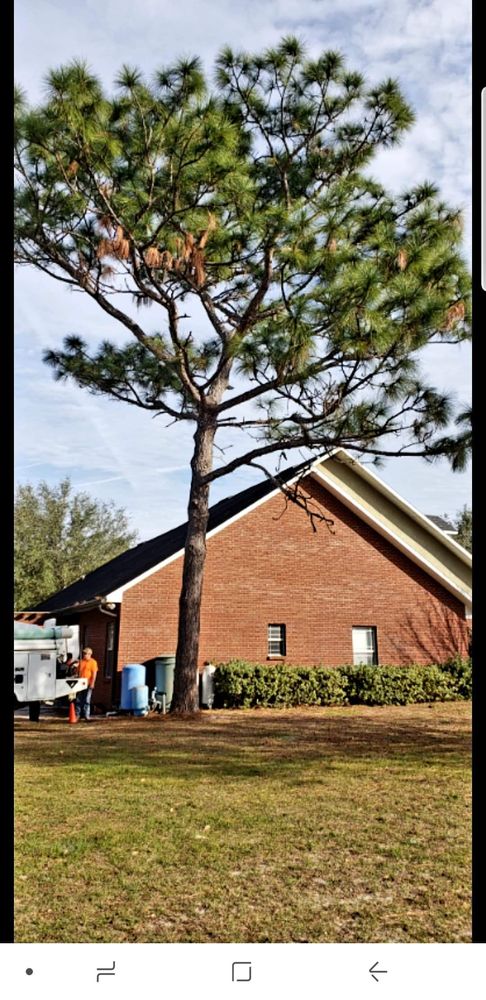 Black Creek Tree Co - tree service in Middleburg, FL
