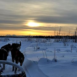 Trail Breaker Kennel