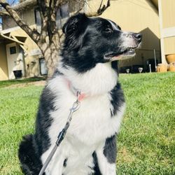 Petco